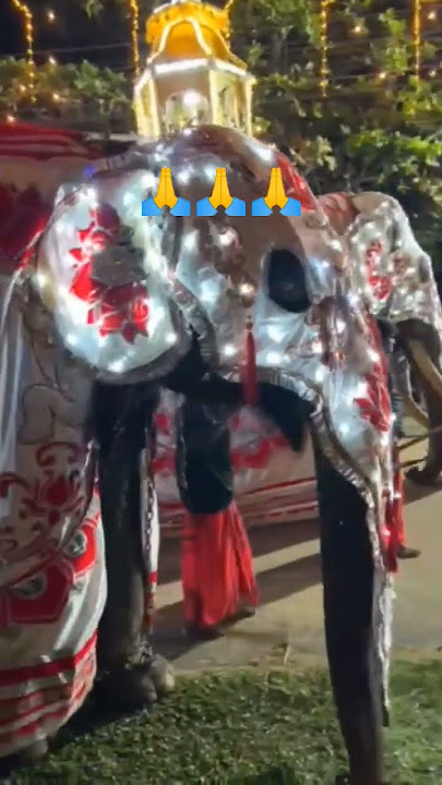 පුදුම ලස්සනක් අලුත්නුවර මේ දවස් වල #ali #animals #viral #shortvideo #shots 😍🥰☸️❤️🦣🙏