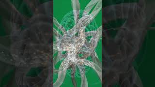 Inside Your Gut: 3D Animation of Shashlik Digestion & Parasite Worms. #anatomy #biology#asmr