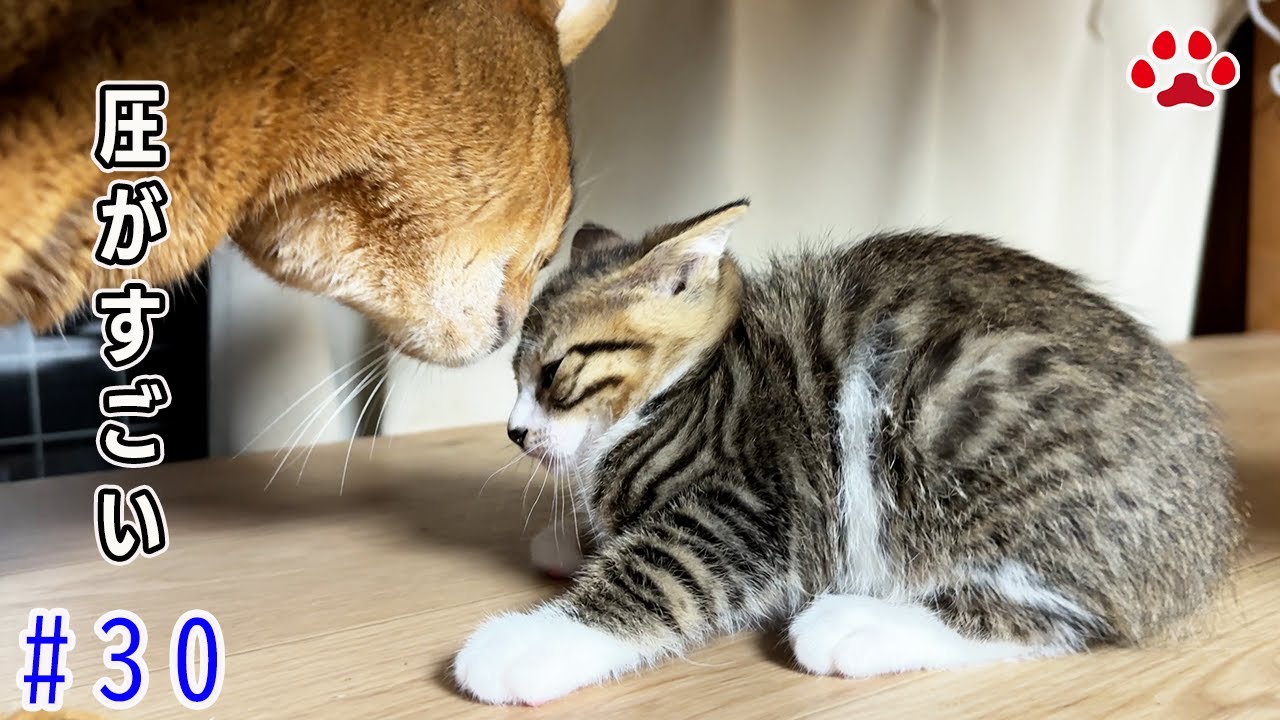 10匹の猫部屋へ初突撃！ビビって固まる子猫モカ【瀬戸の3兄弟日記】