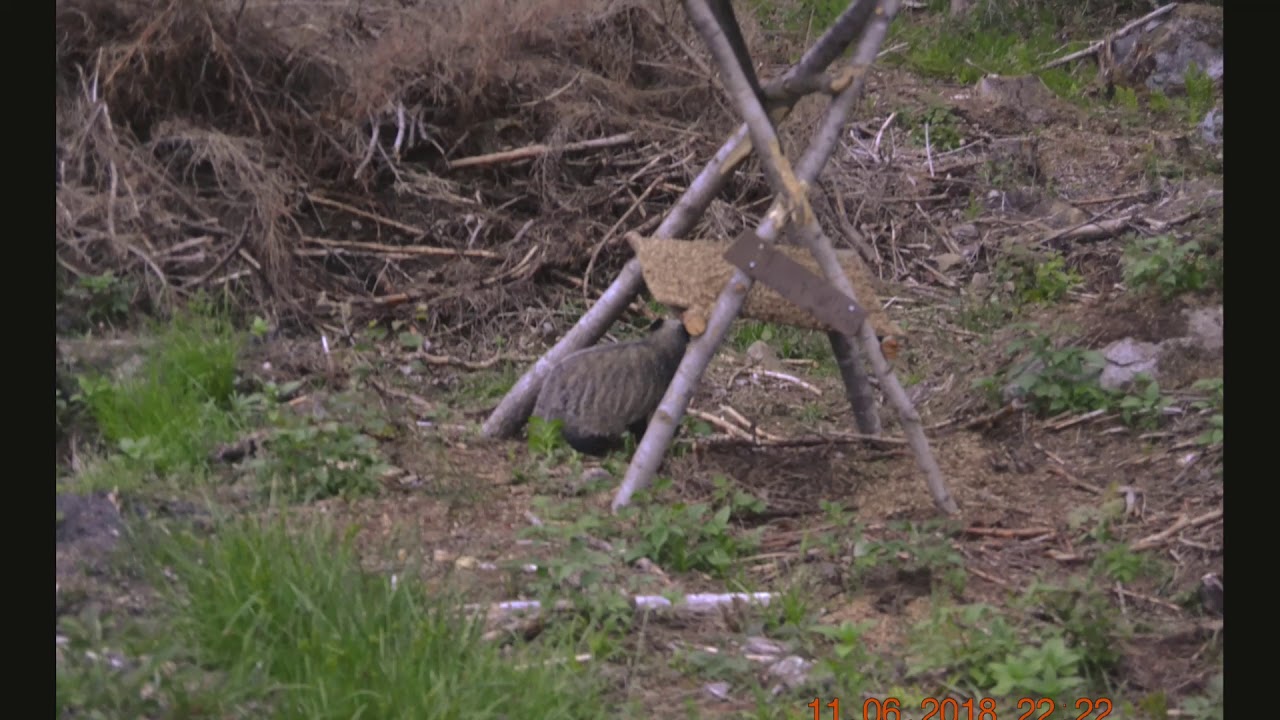 mäyrä kauriin ruokinta paikalla