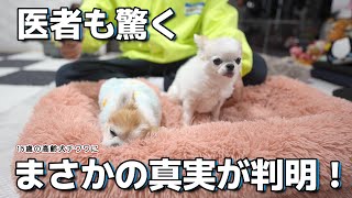 【嘘みたいな真実】一歩間違ってたらとんでもない事になる所だった！ by かわいいチワワのチョッピチャンネル 17,196 views 1 day ago 34 minutes