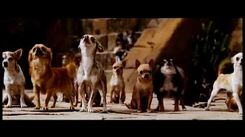 Exclusive: Beverley Hills Chihuahua part 1