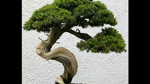 bonsai tree lifespan