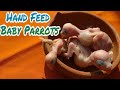 Best way to hand feed baby parrots for Beginners