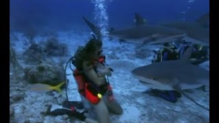 Group Of Scuba Divers Dive With Sharks 1990S