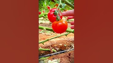 smart tool sharp scissors that help to harvest fresh red tomatoes #shorts
