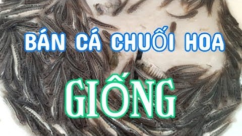 Cung cấp cá chuối hoa giống [ cung cấp bởi  - Mai Dung ] ship toàn miền bắc