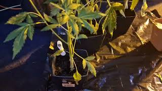 Guava fastbuds