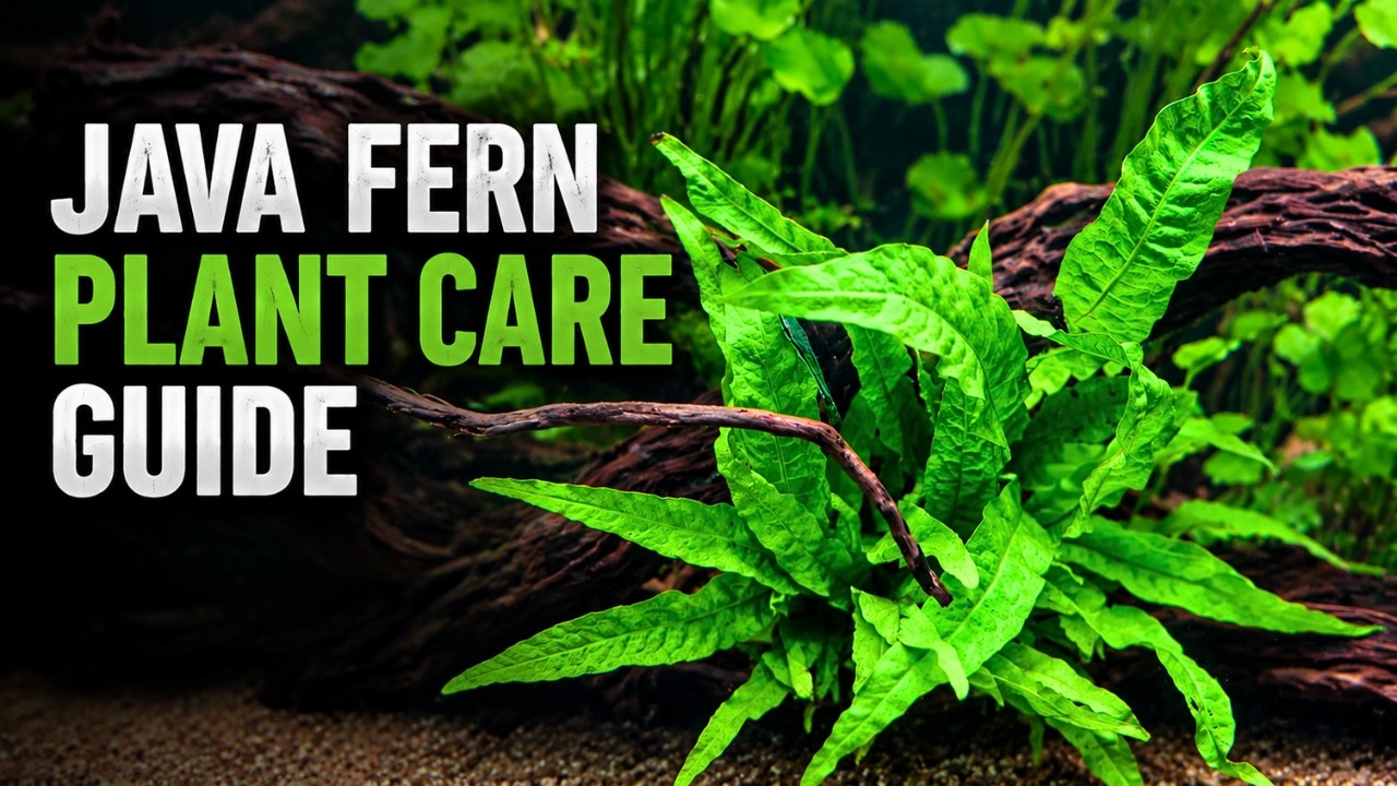 Everything you need to know about JAVA FERN (before you buy)! Tips, Tricks, Tutorial 🌿