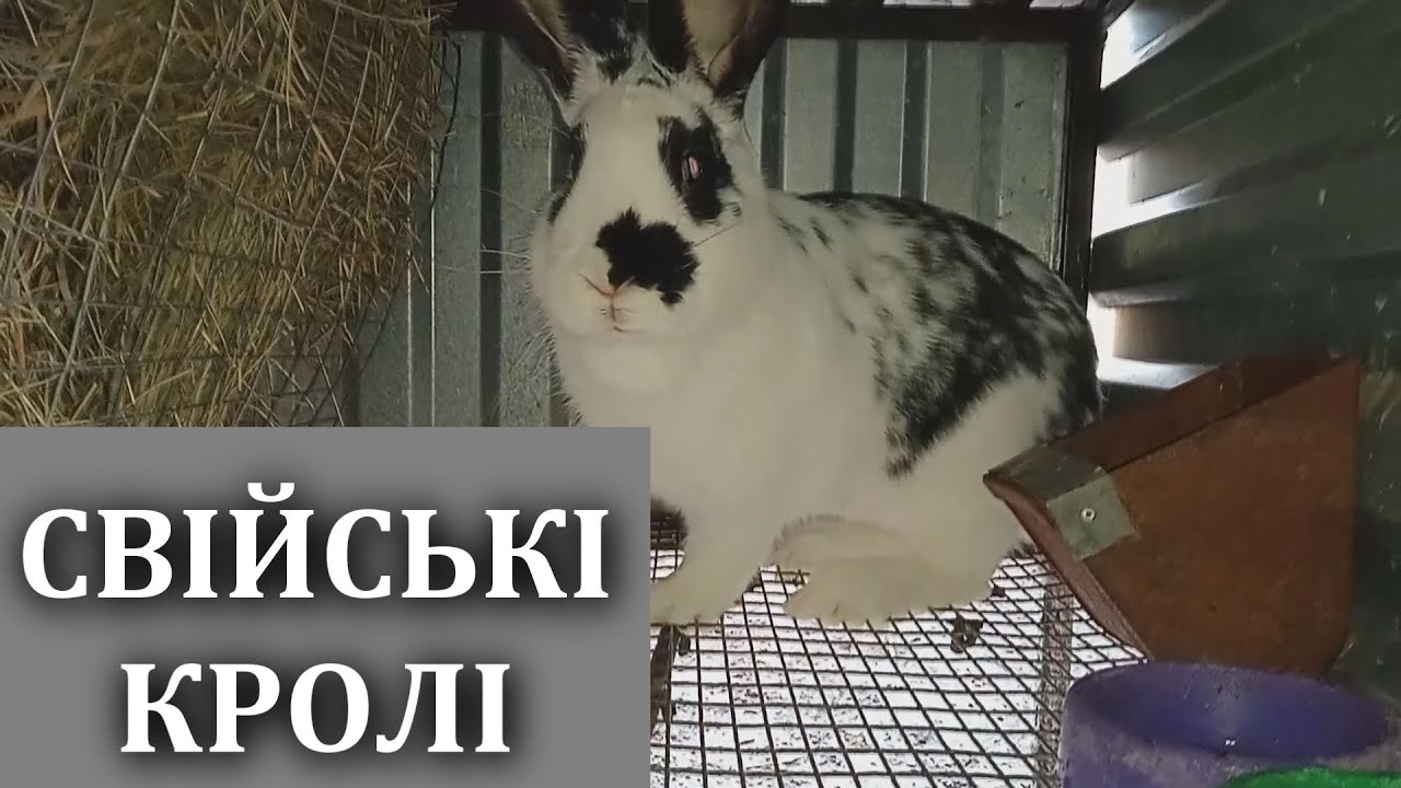 СВІЙСЬКІ КРОЛІ! ОДОМАШНЕННЯ КРОЛІВ! РОЗВЕДЕННЯ КРОЛИКІВ! - YouTube