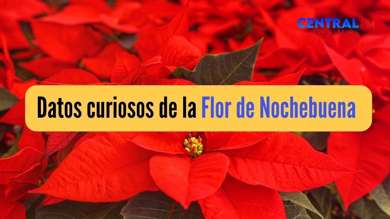 Curiosidades de la Flor de Nochebuena, un regalo de México para el mundo -  YouTube