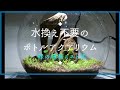 【ボトルアクアリウム】水替え不要ボトル　新しいボトルで  めだか   アクアリウム