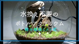 【ボトルアクアリウム】水替え不要ボトル　新しいボトルで  めだか   アクアリウム