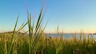 Natural stress relief I Cute swaying reeds video with relaxing piano music for healing your soul