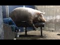 Modern pig farming nepali
