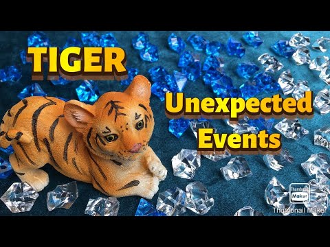 TIGER. What Is Happening For You Now? Tarot Reading. Timeless.
