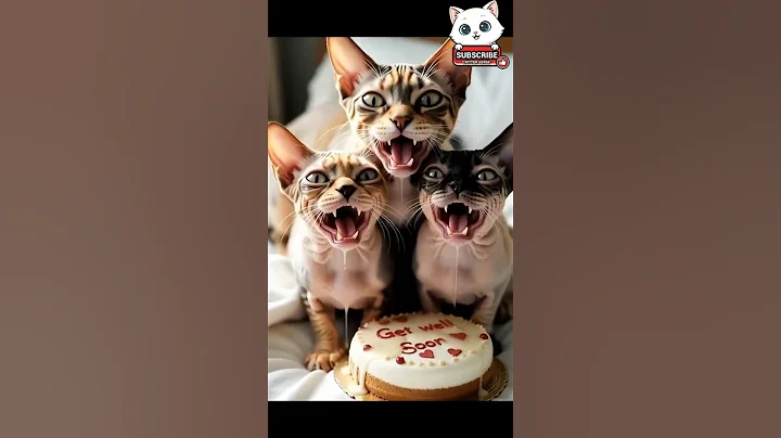 Watch the video about SPHYNX kitten were sad, mumma gave love😭❤️| birthday 🎂✨️#shorts #viral #cat #kucing