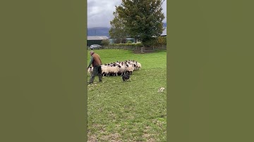 Schaap! Herdershond in actie