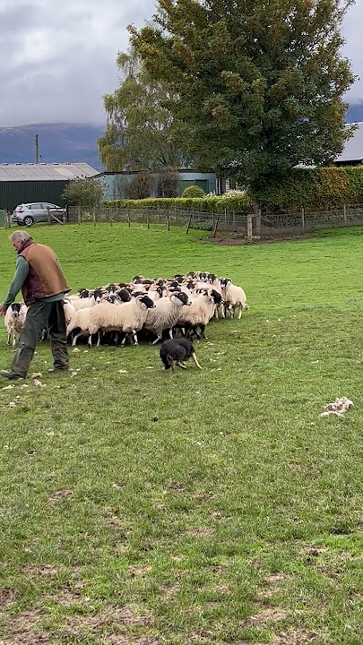Sheep! Sheepdog in action