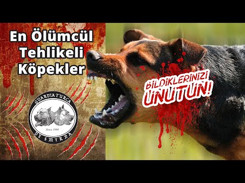 En Ölümcül Tehlikeli Köpekler