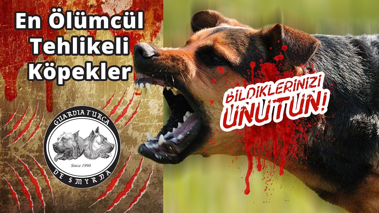 En Ölümcül Tehlikeli Köpekler