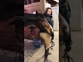 Funny Horses 🐴😆 || Best Funny Animals #shorts of 2023 #98 🐴😂