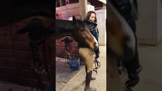 Funny Horses 🐴😆 || Best Funny Animals #shorts of 2023 #98 🐴😂