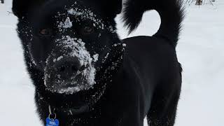 Wild Coyote Best Friend With Rocky The Dog 3 Years Together.