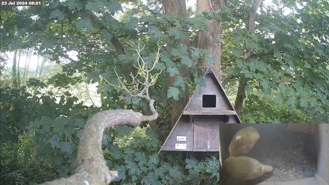 Somerset Barn Owl Live Cam - YouTube