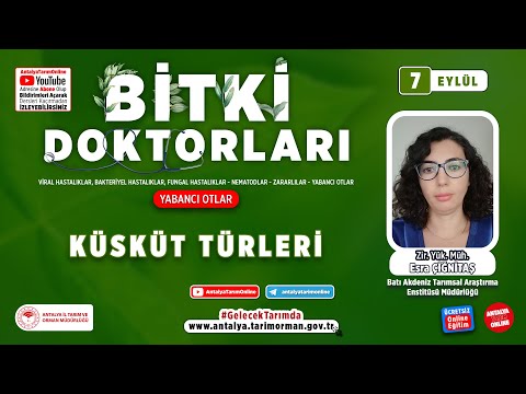 Video: Prostrate Pigweed Kontrolü: Secde Pigweed'den Nasıl Kurtulur