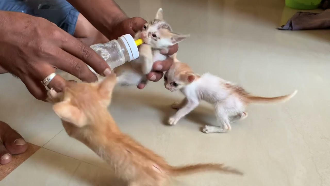 MILK FEED FOR CAT VIDEO YouTube