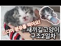 눈도못뜬 새끼길고양이 구조 2일차 냥줍일기 vlog😽드디어 분유를 먹어요!