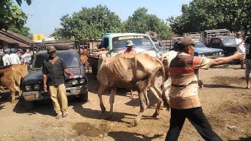 empat ekor indukan po minggu ini di pasar sapi Ambulu @jayamandiriternak