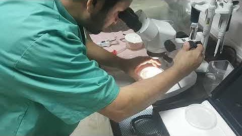 Equine Embryo collection and transfer