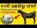   how to start goat farmodisha farmer