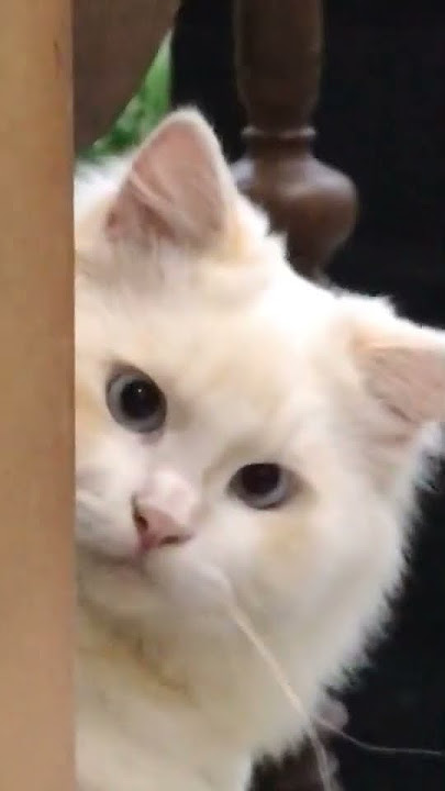 kucing cilukba #kucing #kucinglucu #short #meme