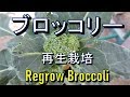 買ってきたブロッコリーは再生するか？　Regrow Broccoli from kitchen waste