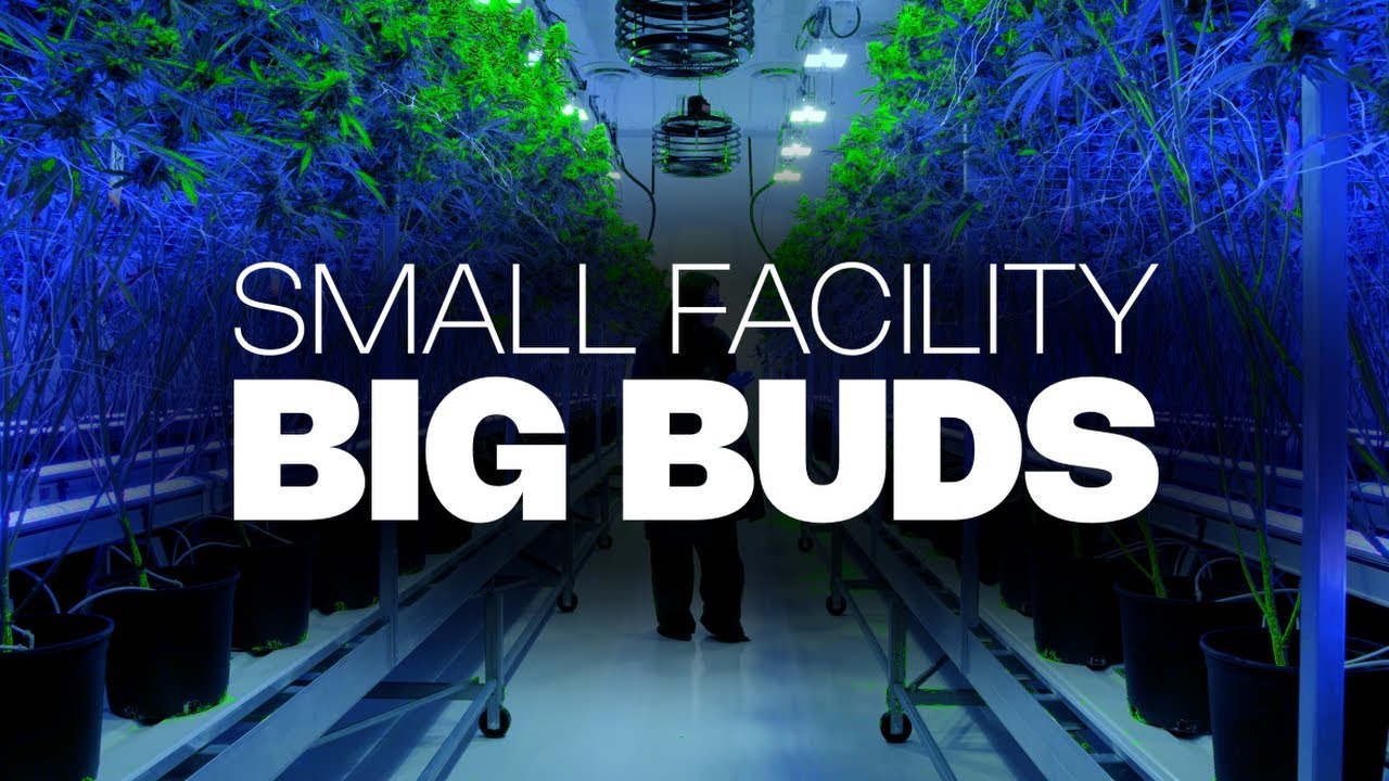 Exklusive Tour in der Microfacility: Koots Canna