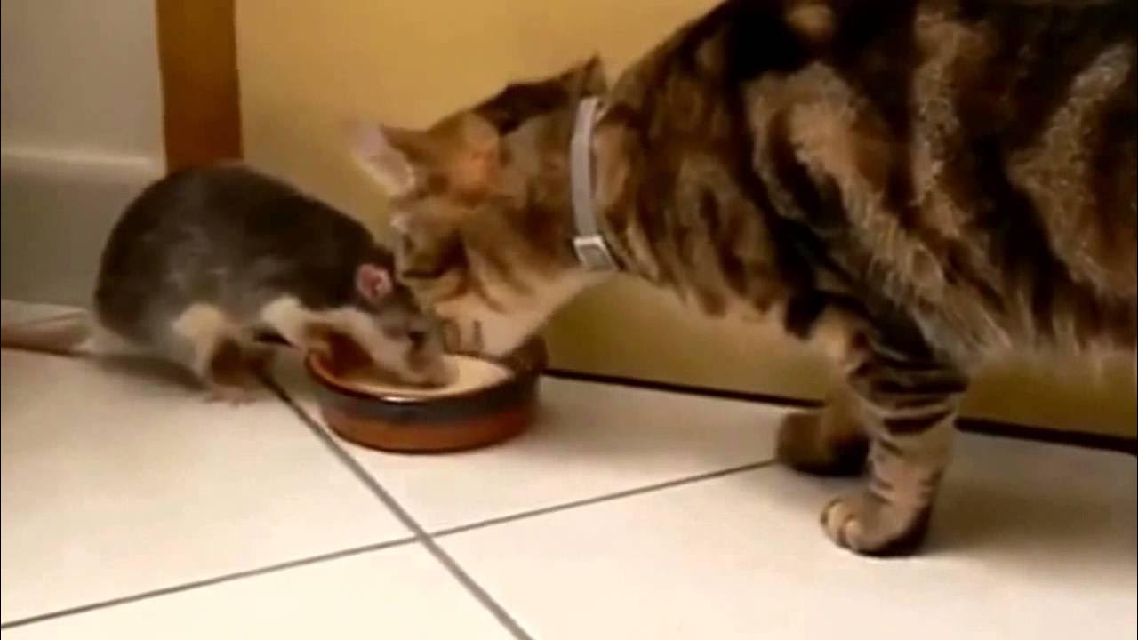 кот и крыса дружба. кот с крысой в обнимку. кот ловит крысу. кот и мыши. кот и крыса.