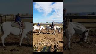 Tbt These Full Sister White Mules Lived To 49 And 50 And Gave A Lot Of Love To These Boys