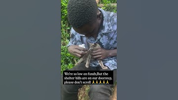 Please consider making small donations through links in the bio donate to help cover shelter bills.