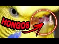 HONGOS EN PERIQUITOS