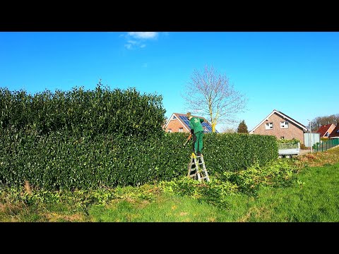 How To Trim The Top Of A Tall Hedge