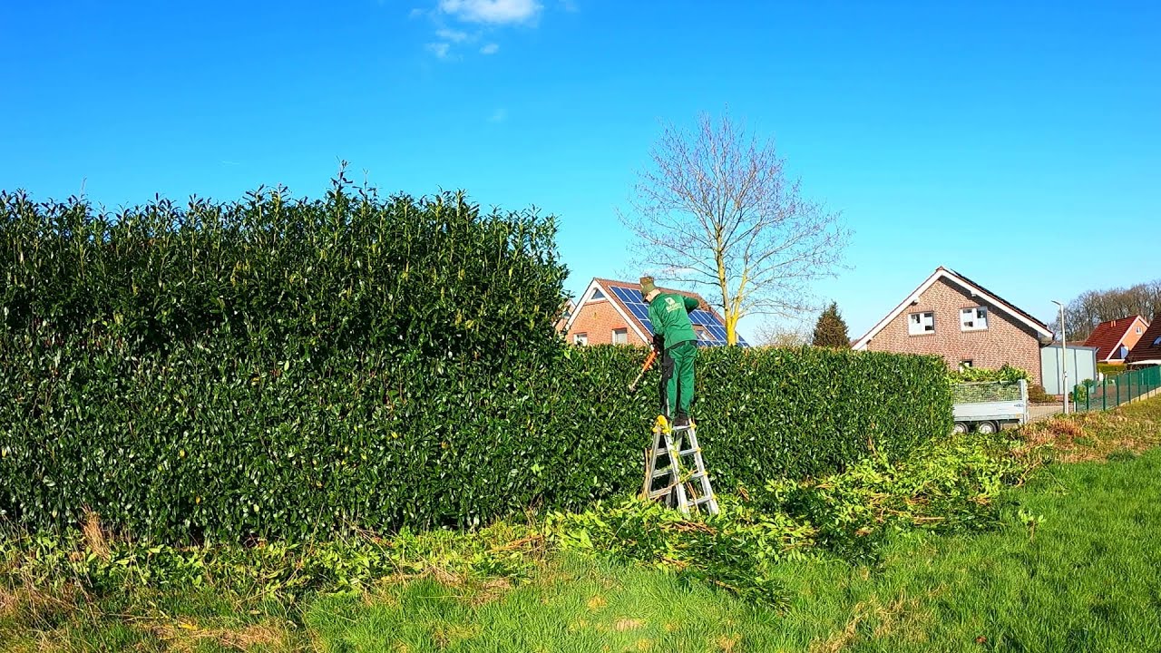 VERY Thick BRANCHES, I BENT the TRIMMER BLADES, Trimming the OVERGROWN laurel Hedge