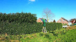 VERY Thick BRANCHES, I BENT the TRIMMER BLADES, Trimming the OVERGROWN laurel Hedge