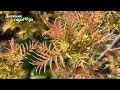 Рябинник рябинолистный Сэм | Sorbaria sorbifolia Sem Яркий неприхотливый кустарник для сада