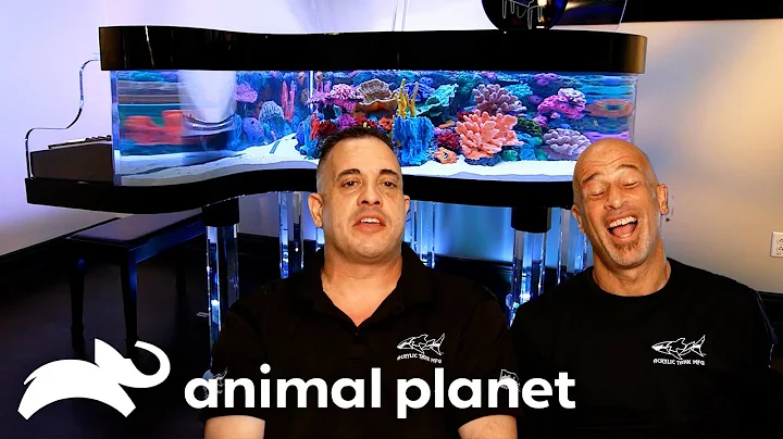 The Craziest Fish Tanks Ever Built | Tanked | Animal Planet
