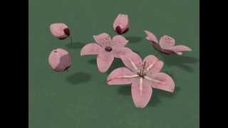 Cherry Blossoms Test