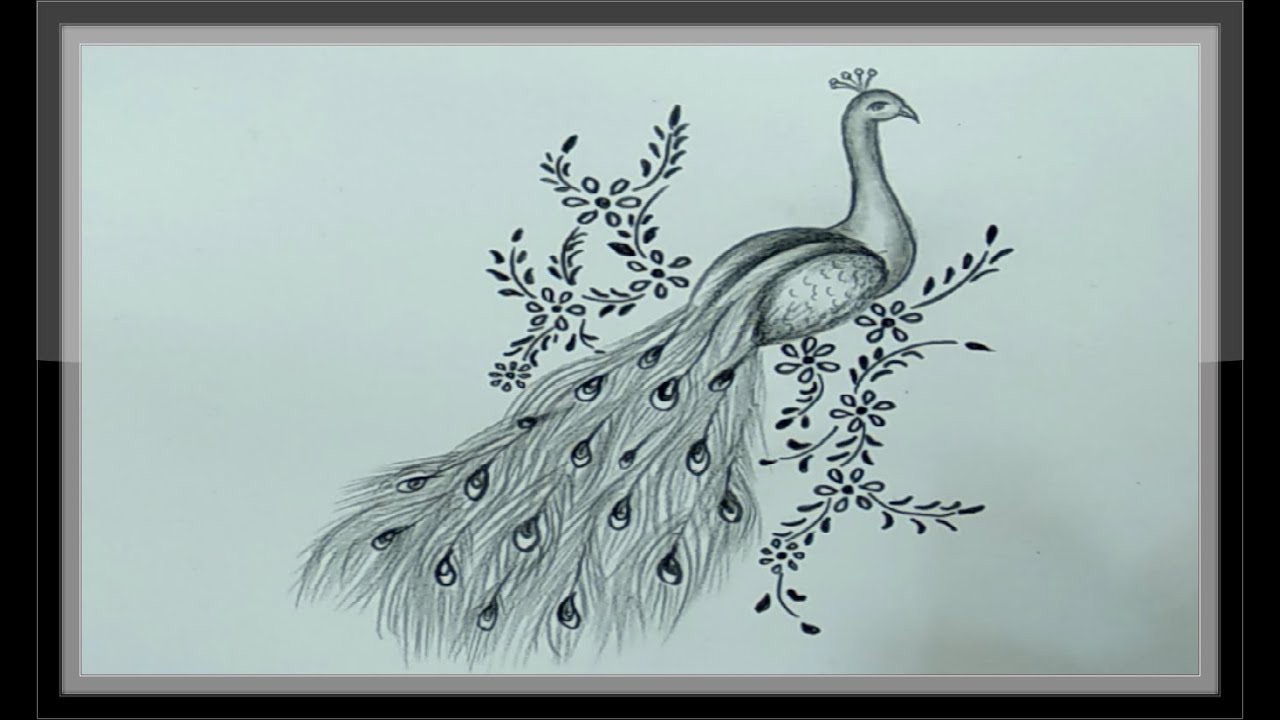 Easy Peacock Drawing, HD Png Download, png download, transparent png image  | PNG.ToolXoX.com