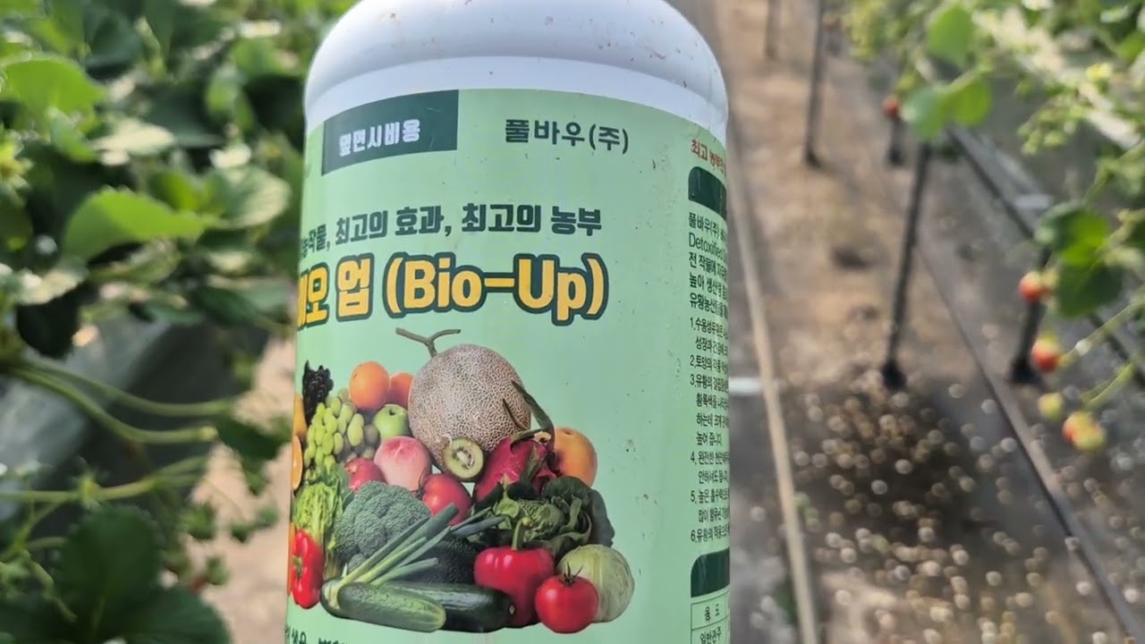 [바이오업/수용성 유황 2/12] 수용성 유황비료를 관주한다. 당도 1-2브릭스 향상, 단단함 무게 향상
